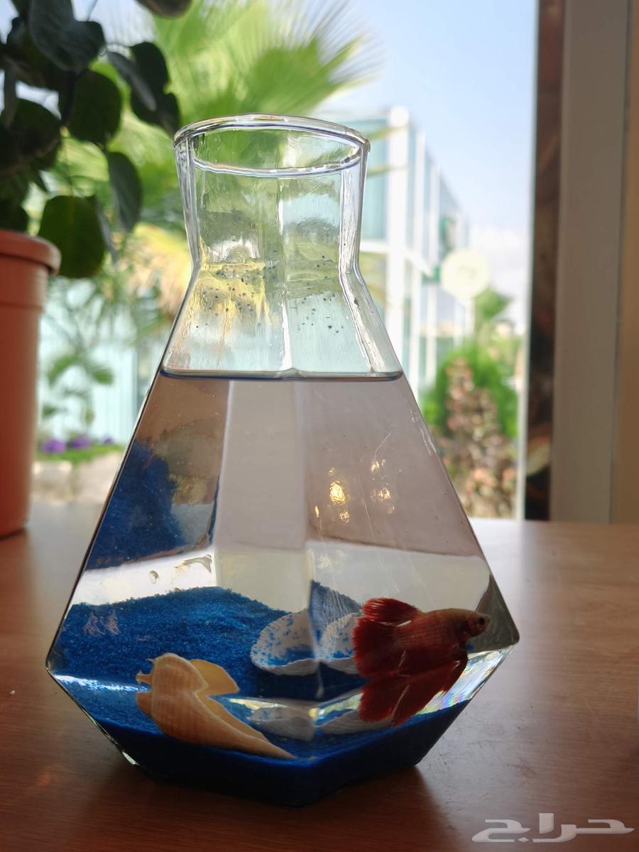 Decorative fish64441485661699113