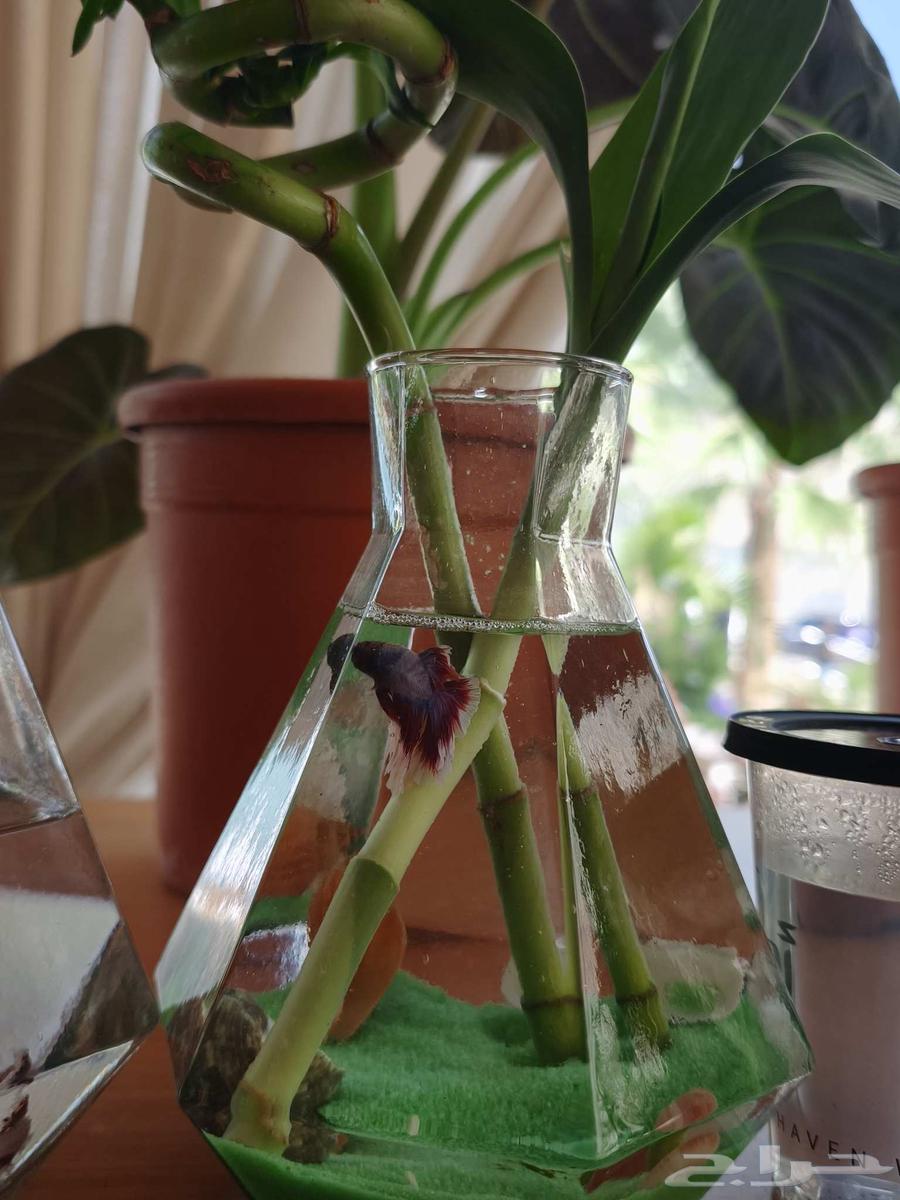 Decorative fish64441485661699111