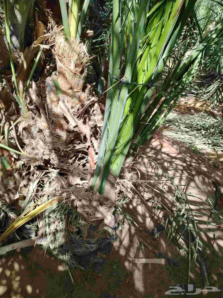 نخل اللقصيم للبيع64439946684802114