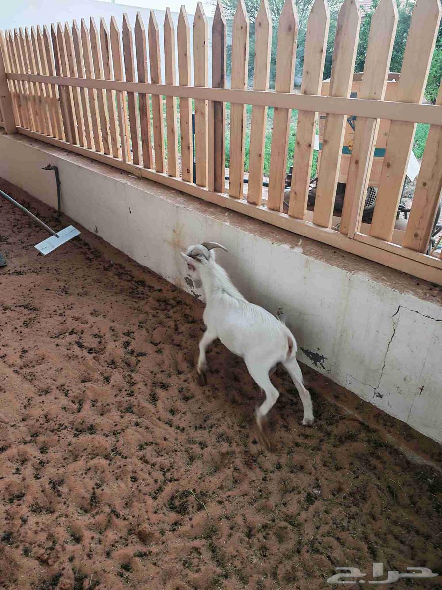 Czech Dwarf Goat Pure64434197124225110