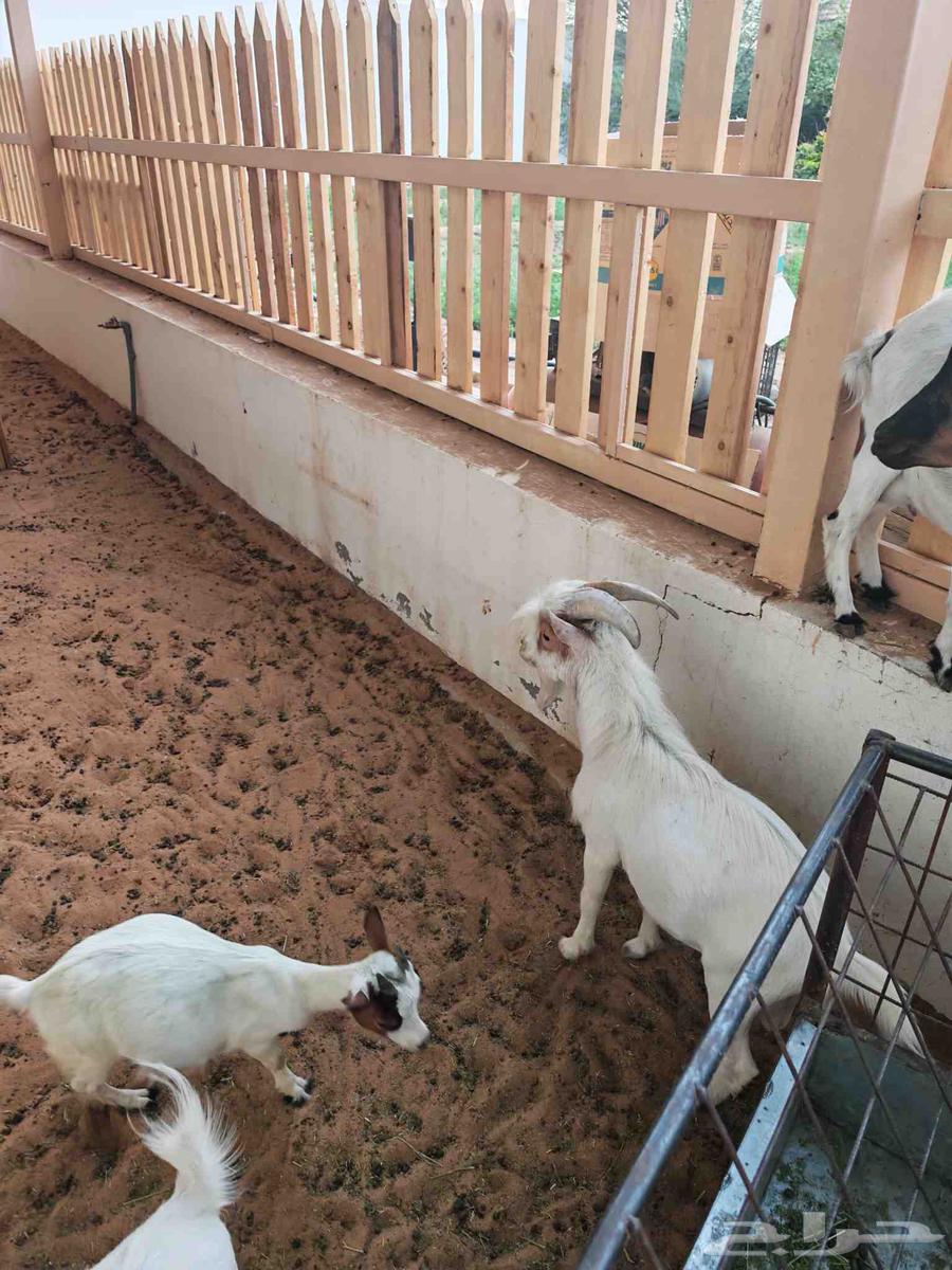 Czech Dwarf Goat Pure64434197124225111