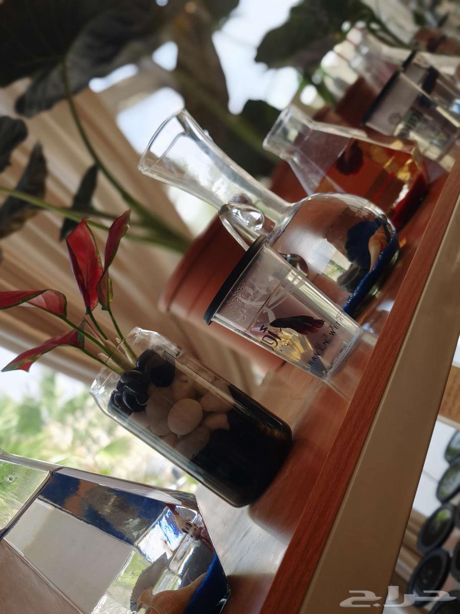 Decorative fish64441485661699110