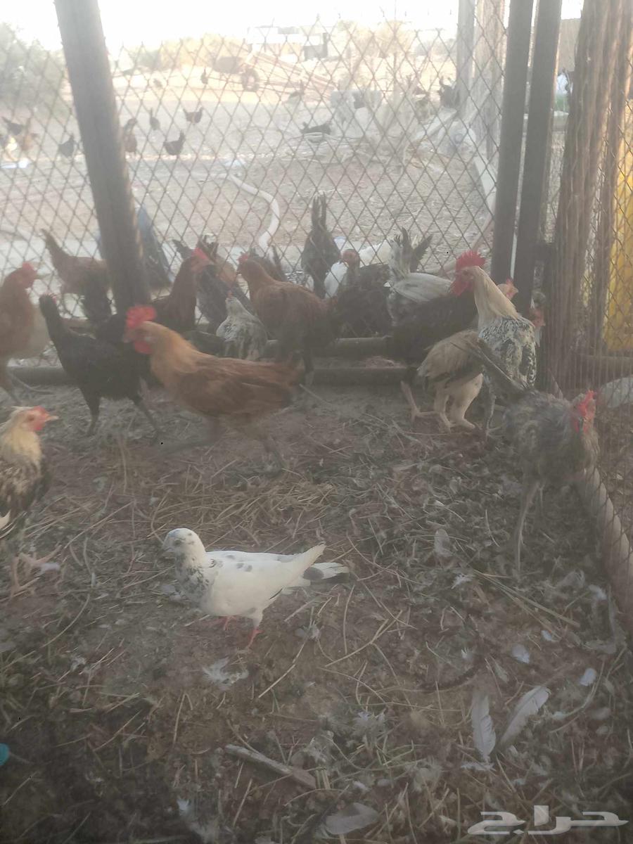 ديوك للبيع العمر اربع شهور العدد 70 القريات64435822870787114