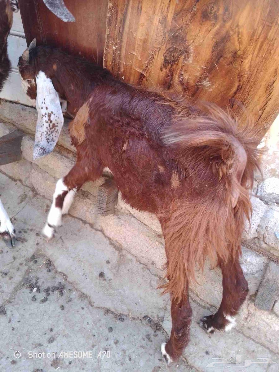 تيس هولاندي للبيع64437153294465110