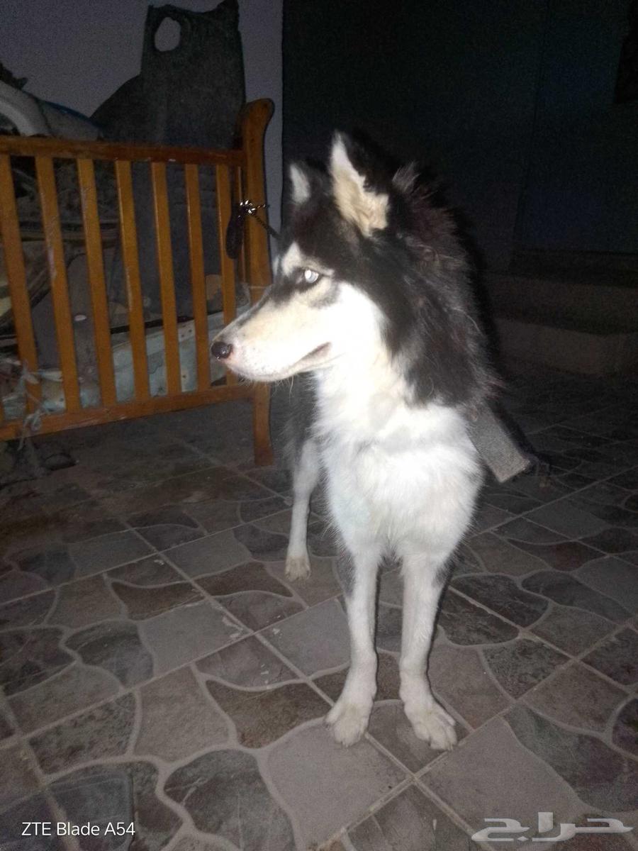كلب هاسكي للبيع لاعلى سعر64441322676993111