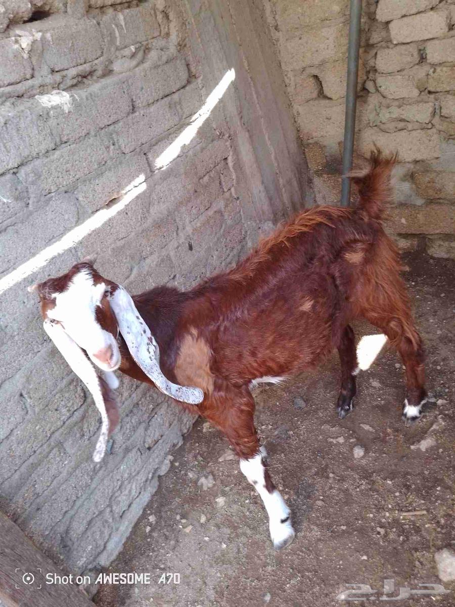 تيس هولاندي للبيع64437153294465112