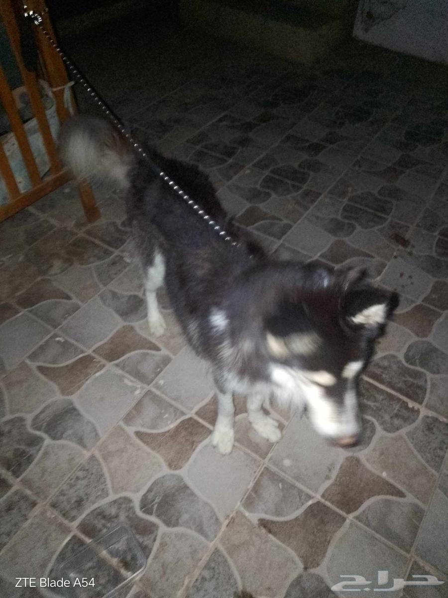 كلب هاسكي للبيع لاعلى سعر64441322676993112