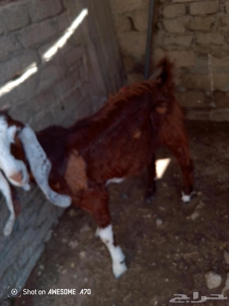 تيس هولاندي للبيع64437153294465111