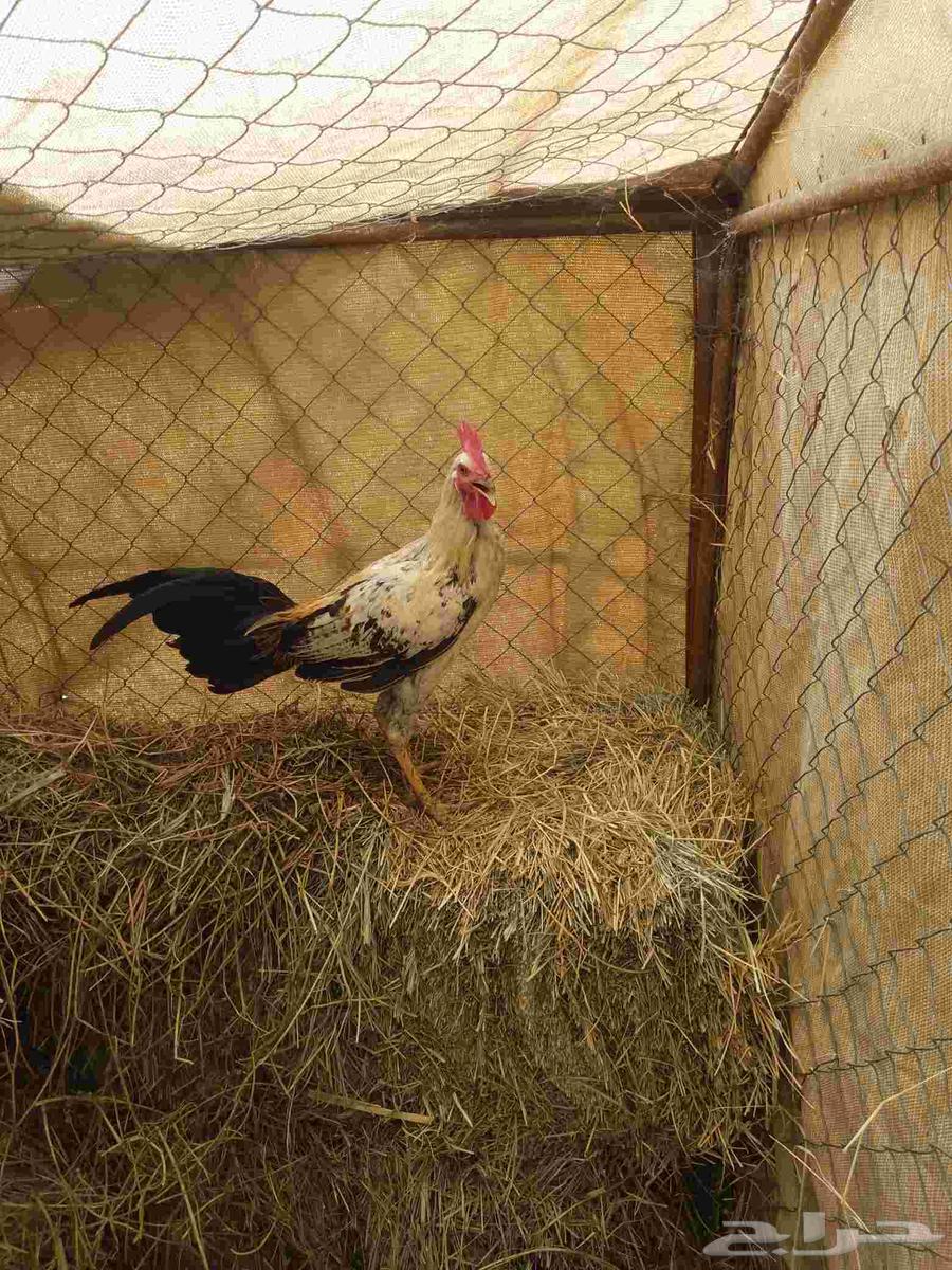 دياكة بلدية للبيع  تأذن وتفنش العمر 8شهور الصحة طيبة جدا64440670171393110