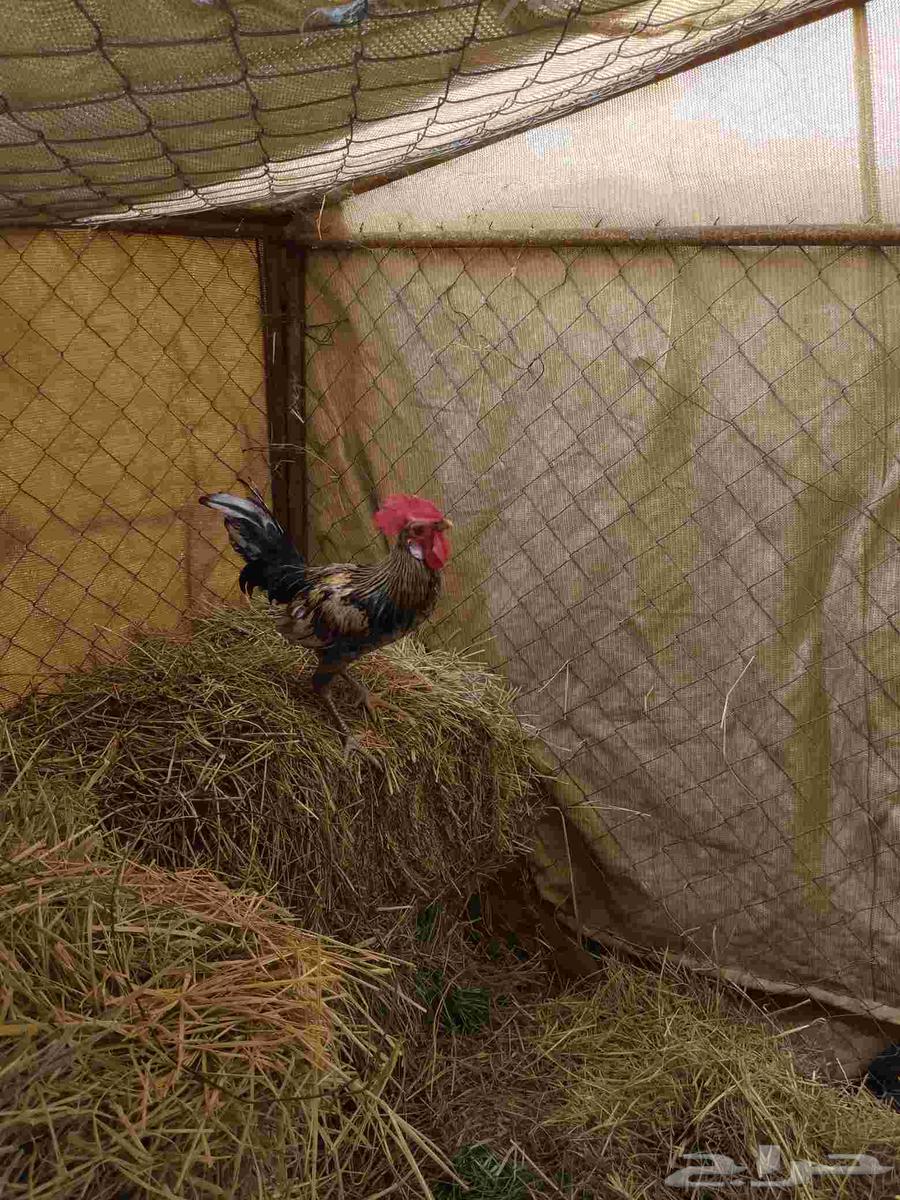 دياكة بلدية للبيع  تأذن وتفنش العمر 8شهور الصحة طيبة جدا64440670171393111