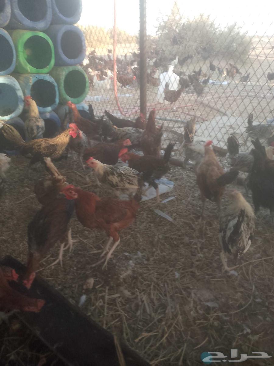 ديوك للبيع العمر اربع شهور العدد 70 القريات64435822870787113