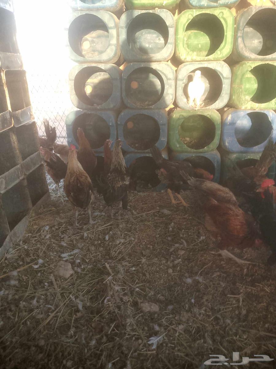 ديوك للبيع العمر اربع شهور العدد 70 القريات64435822870787110