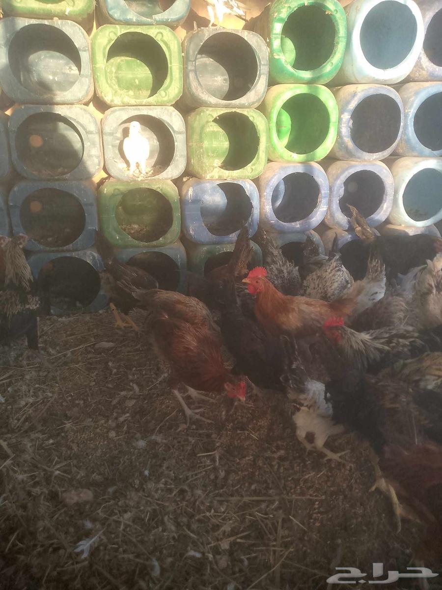 ديوك للبيع العمر اربع شهور العدد 70 القريات64435822870787111