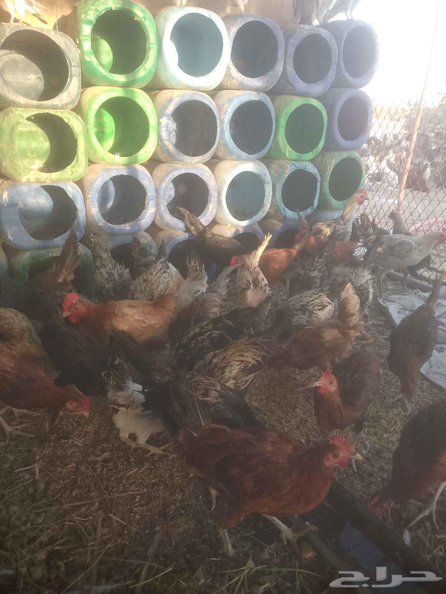 ديوك للبيع العمر اربع شهور العدد 70 القريات64435822870787112