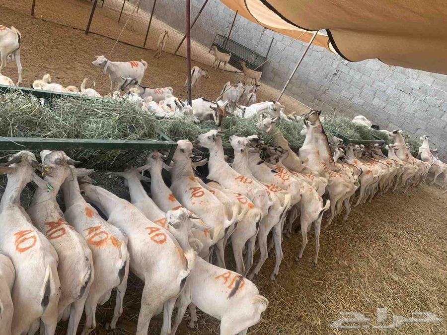 تيوس صوماليه فرع مكه والرياض جمله السعر 49064438042412673110