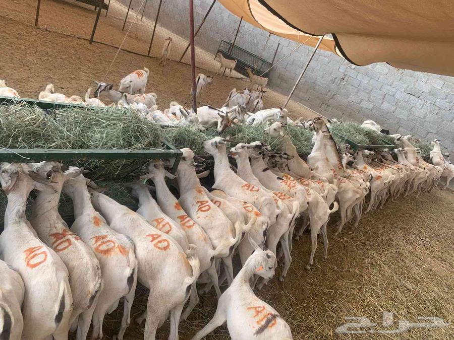 تيوس صوماليه فرع مكه والرياض جمله السعر 49064438042412673111