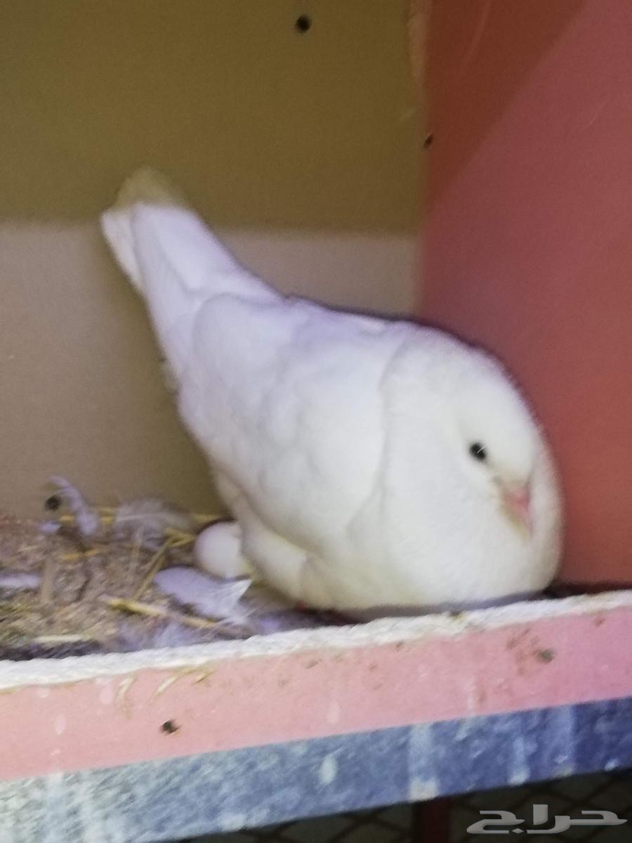 حمام طيور64434905128065110