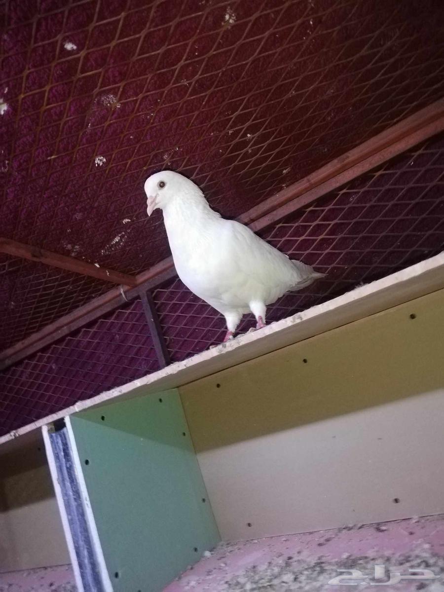 حمام طيور64434905128065111