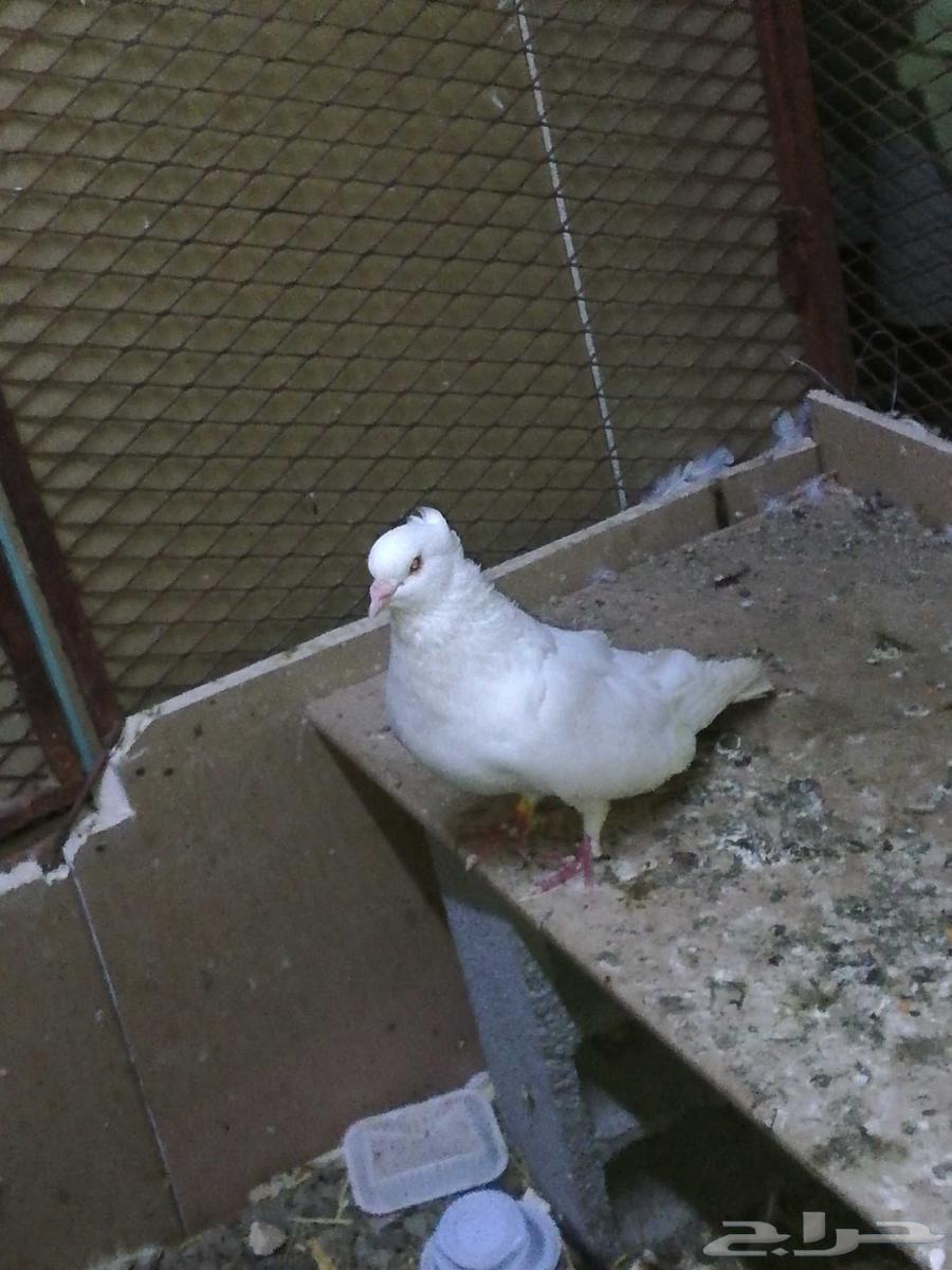 حمام طيور64434905128065114