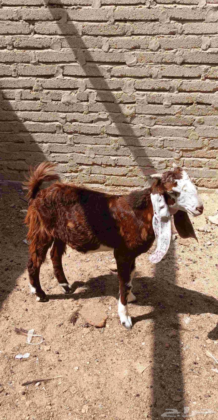 تيس هولندي صنف64437261373057110