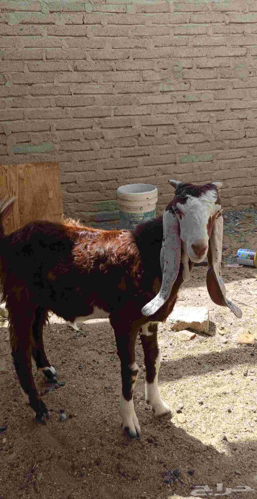 تيس هولندي صنف64437261373057111