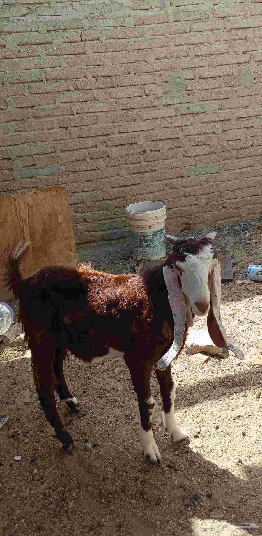 تيس هولندي صنف64437261373057112