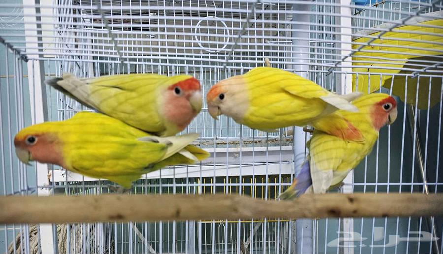 طيور روز64434169379841110