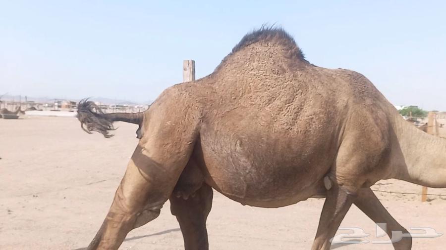 ناقه لقحه صفرا طيبه مشروطه64436480745218114