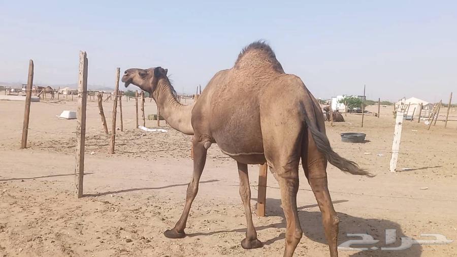 ناقه لقحه صفرا طيبه مشروطه64436480745218110