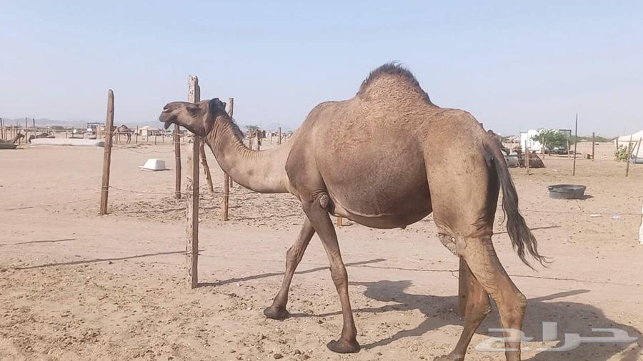 ناقه لقحه صفرا طيبه مشروطه64436480745218111