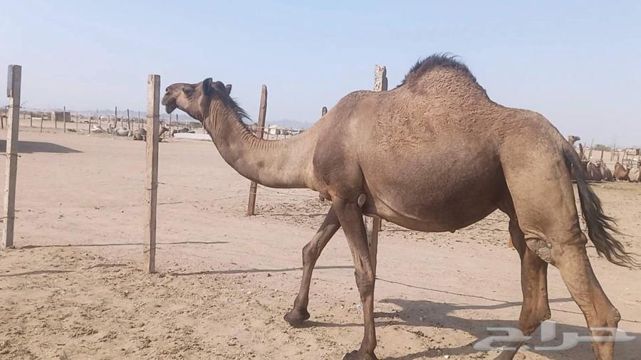 ناقه لقحه صفرا طيبه مشروطه64436480745218113