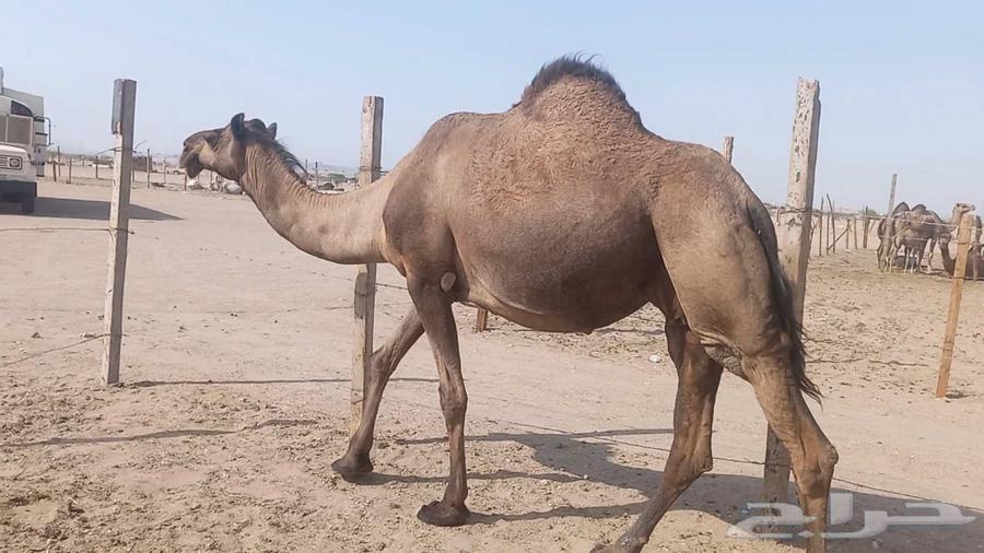 ناقه لقحه صفرا طيبه مشروطه64436480745218112