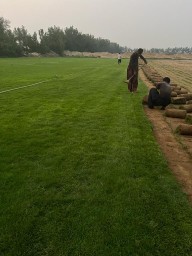 للتوصيل نجيله خضراء64437759955201111