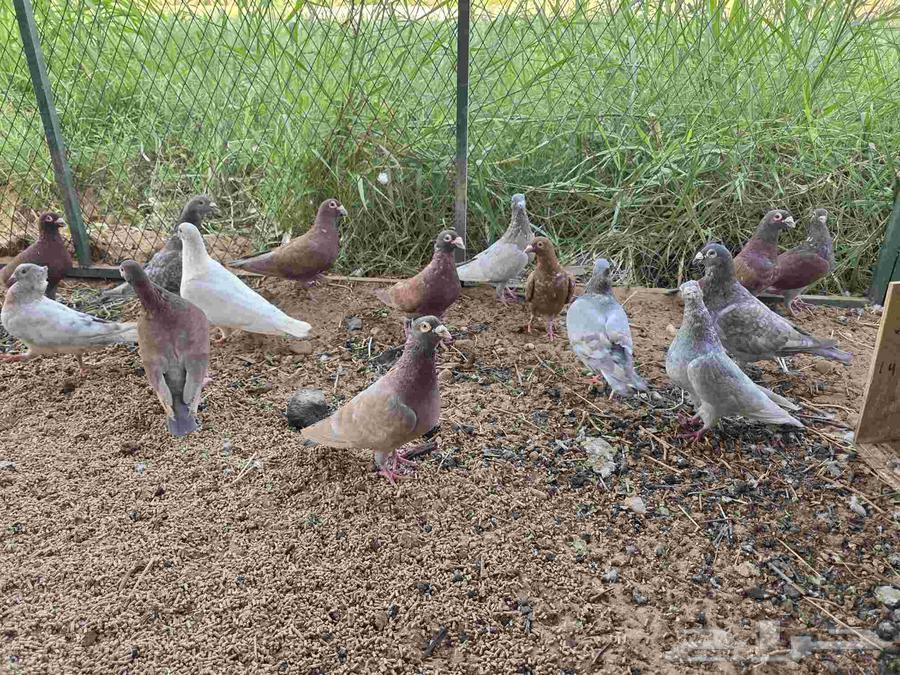 Red Pigeon Nest64438928119810110