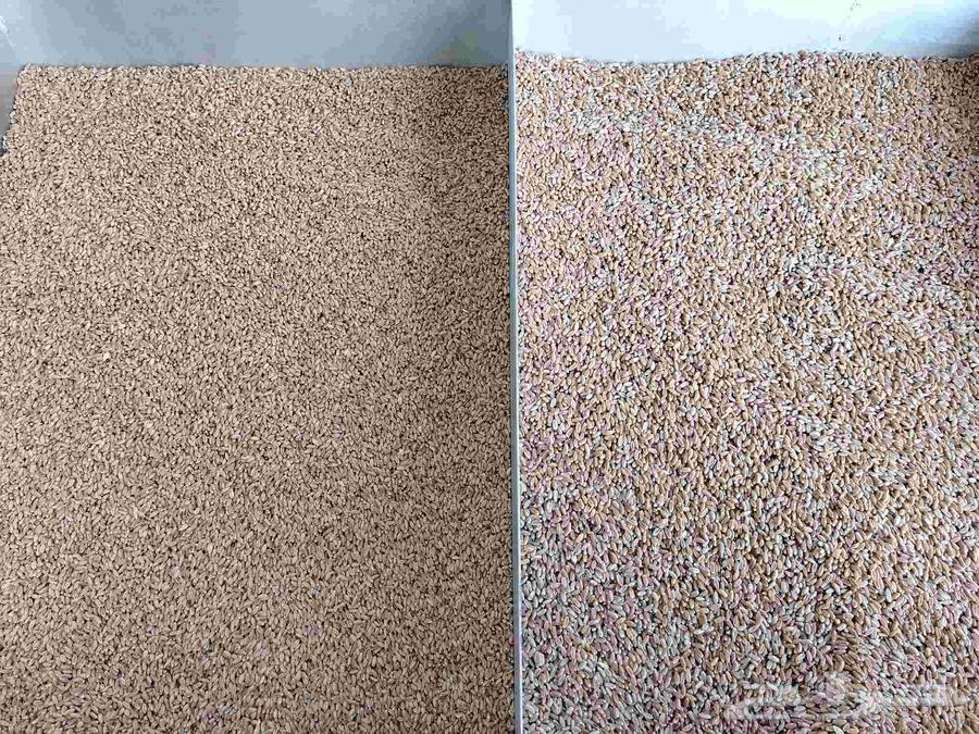 يتوفر جميع انواع الحبوب البر العضوي64435436579585110