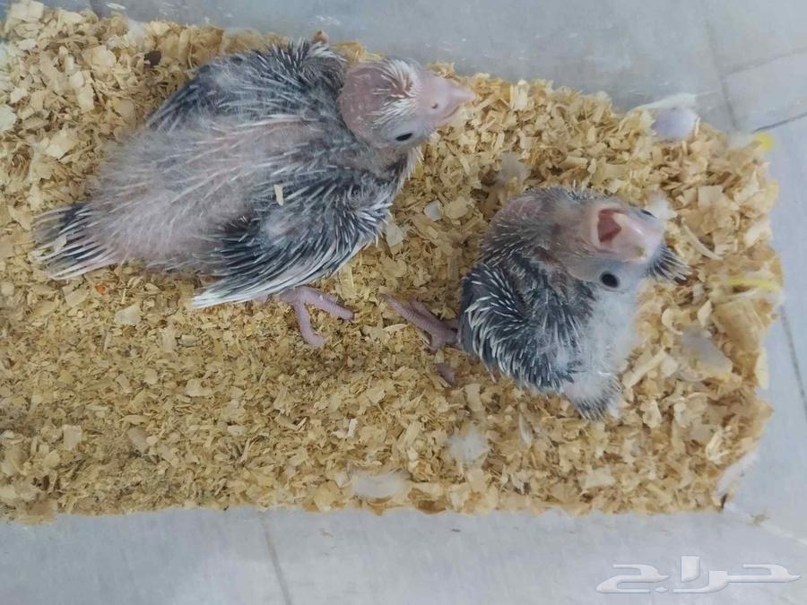 فرخين كروان هولندي للغر64441377535745111