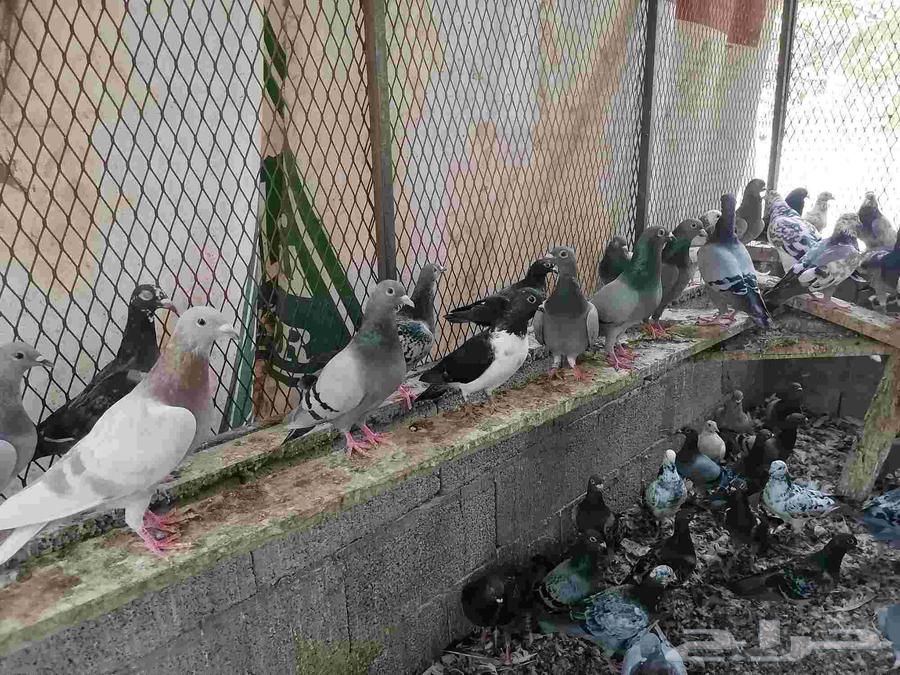 Hammam Zajel64436279675523111