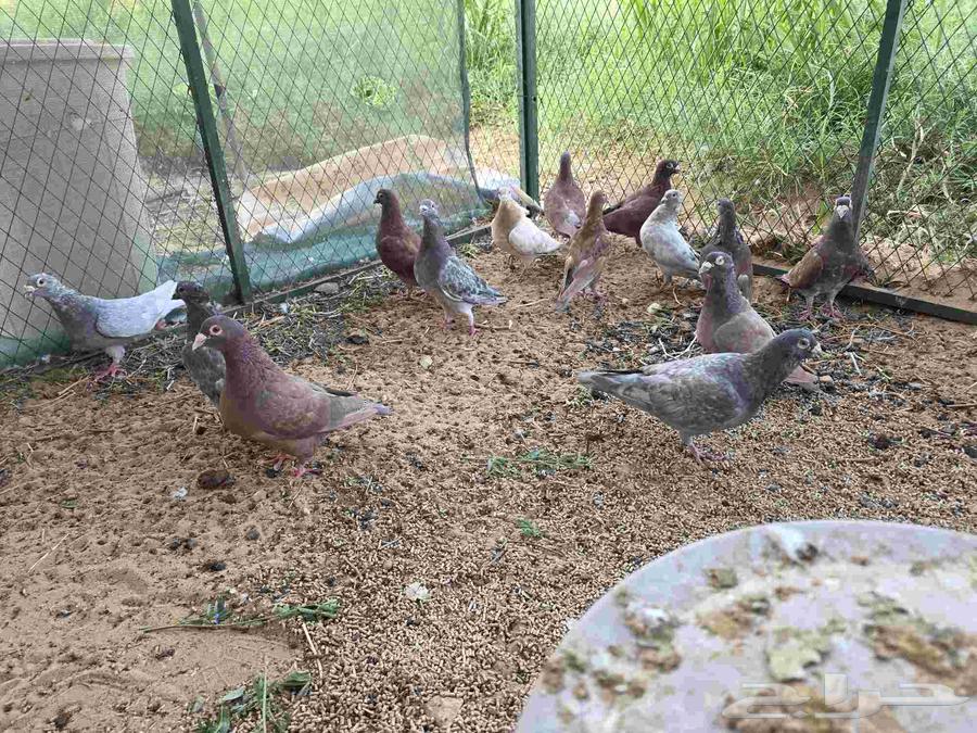 Red Pigeon Nest64438928119810111