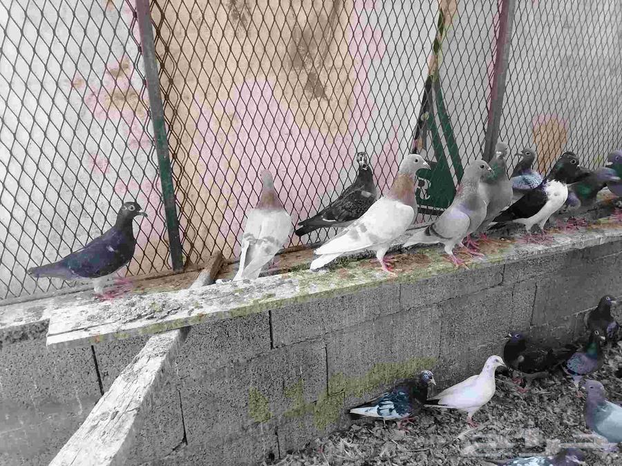 Hammam Zajel64436279675523114