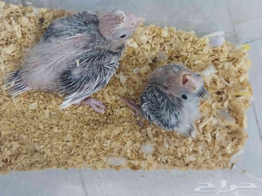 فرخين كروان هولندي للغر64441377535745110