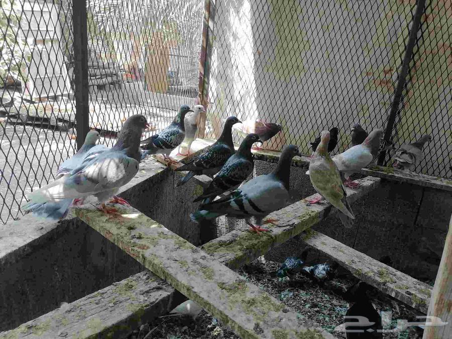 Hammam Zajel64436279675523110