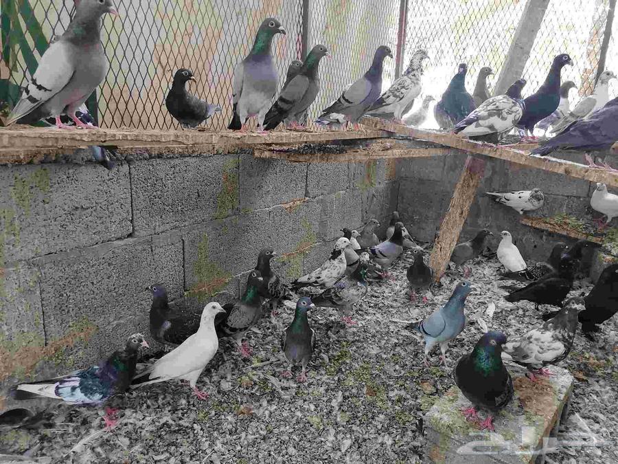 Hammam Zajel64436279675523113