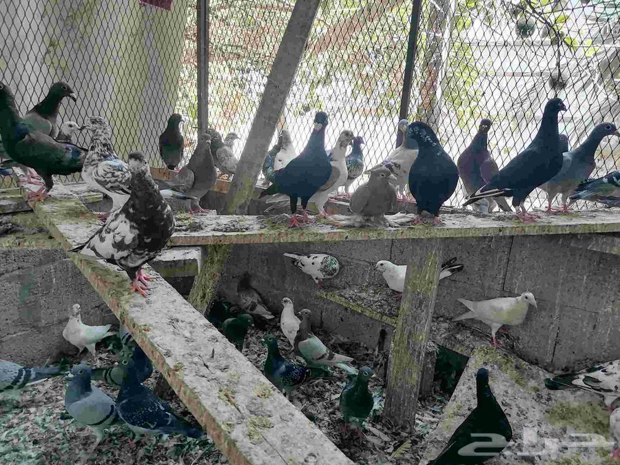 Hammam Zajel64436279675523112