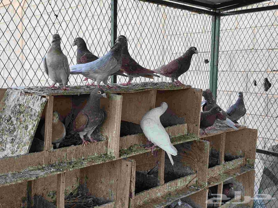 Red Pigeon Nest64438928119810112