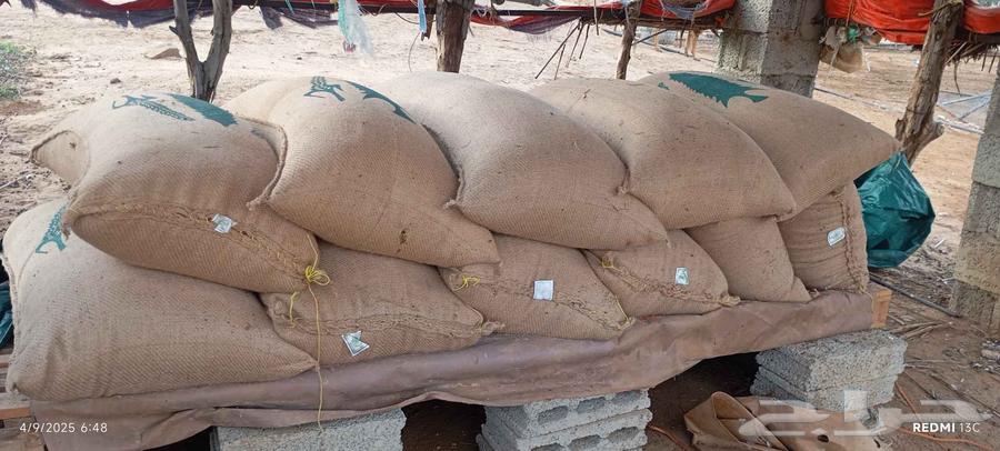 حب احمر خريف جديد64433619852930112