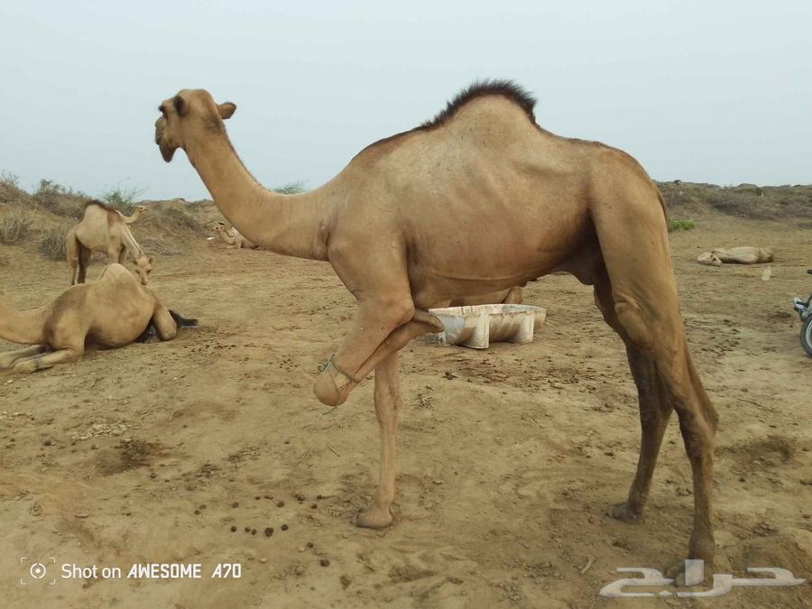 بعير اركي للبيع ولا يسوم الا صامل64437112806146111