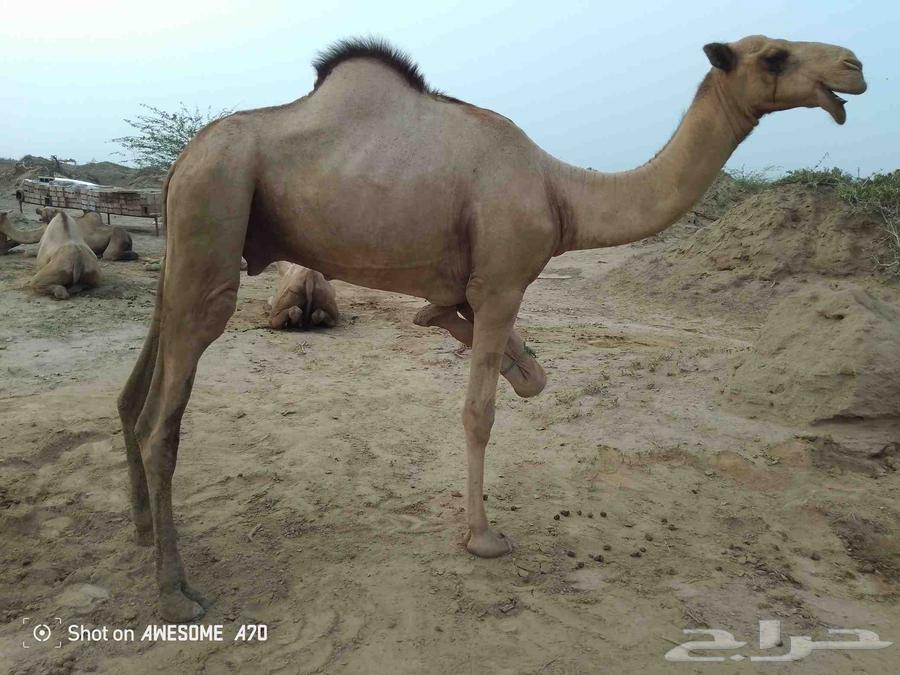 بعير اركي للبيع ولا يسوم الا صامل64437112806146110