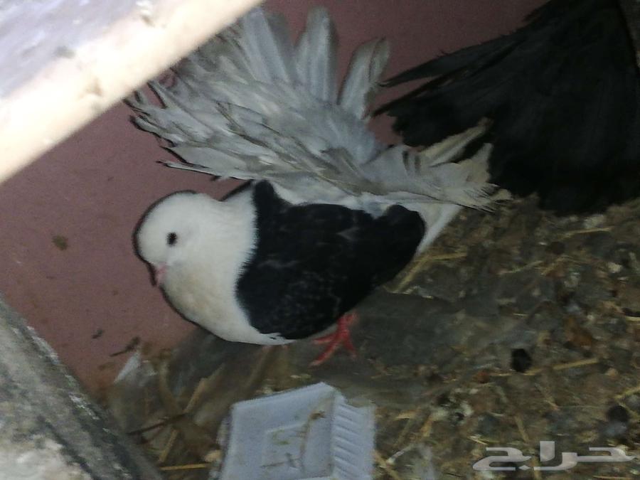 حمام طيور64434905128065113