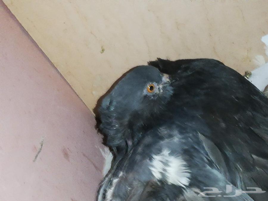 حمام طيور64434905128065112