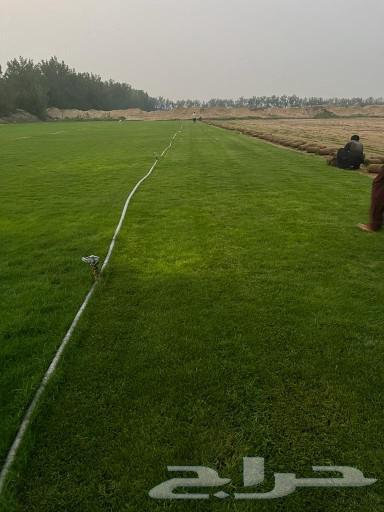 للتوصيل نجيله خضراء64437759955201110